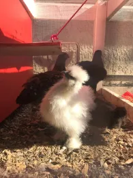 Silkie chick