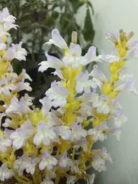 Figure 2: A close view of a flowering branched broomrape