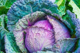 cabbage