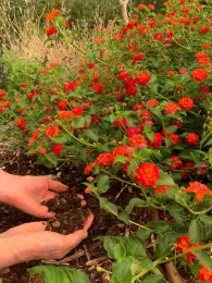 Hands in the soil, John Ober