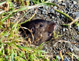 Gopher