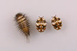7 Carpet Beetles