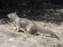 6 Ground Squirrels