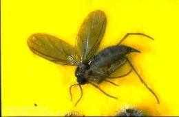2 fungus Gnats