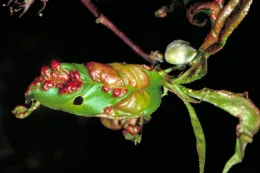 1 Peach Leaf Curl
