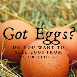 Got Eggs
