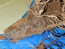 Phytophthora lesion
