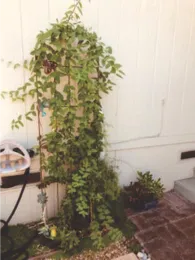 vine