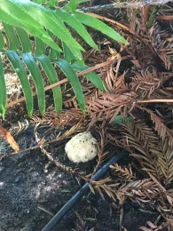 fungus 2