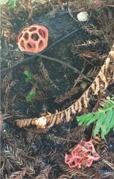 fungus 1