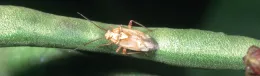 Figure 2. Adult Lygus. (Courtesy of UC IPM.)