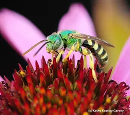 Sweat bee. (Kathy Keatley Garvey)