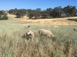 yst grazing