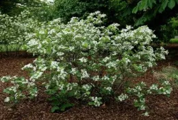 GC BlkChokeberry01