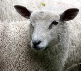 sheep