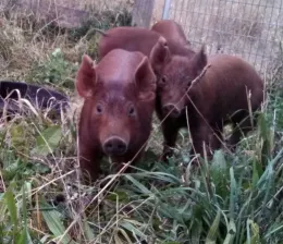 pigs