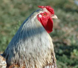 rooster