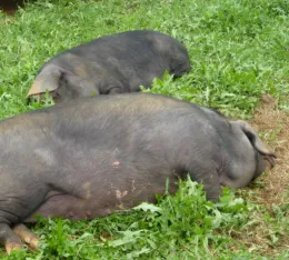 hognutrition