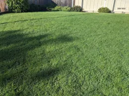 Lawn, by Donna Lee