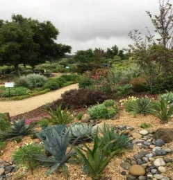 QL Succulents