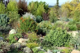 Outstanding plants