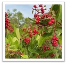 berries