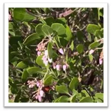 Mazanita