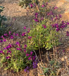 Salvia gregii