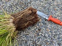 1 Pennisetum
