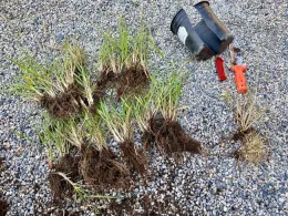 2 Pennisetum