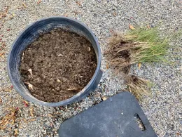3 Pennisetum