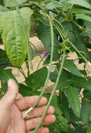 guylongbeans