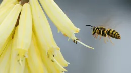 Most wasps are smooth, so they do not transfer much pollen. Photo: Kathy Keatley Garvey