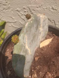 Opuntia 4