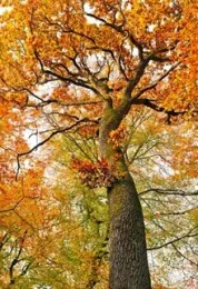 Red oak tree