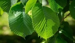 elm