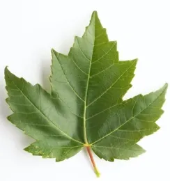 maple