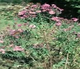 New England aster