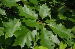 red oak