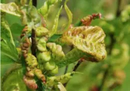 Peach Leaf Curl
