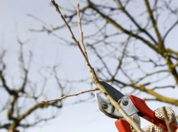 Winter Pruning