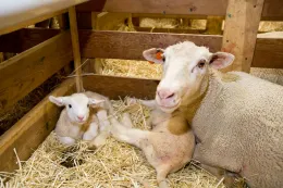 lambingpen