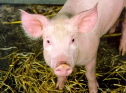 basicpig