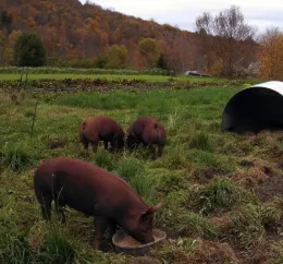 pigseatingpasture