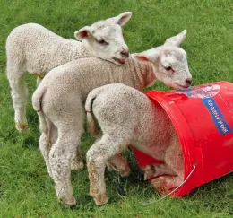 sheepmanagement
