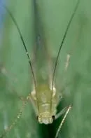 BlueAlfalfaAphid