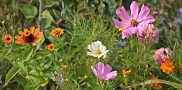 Wildflowers