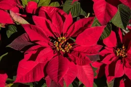 Red Poinsettia