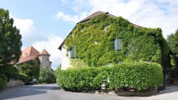 Clinging vines can smother buildings. Photo: ygirod, pixabay