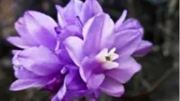 Brodiaea